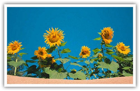 The Happy Sunflowers By Artist Abhi Ganju