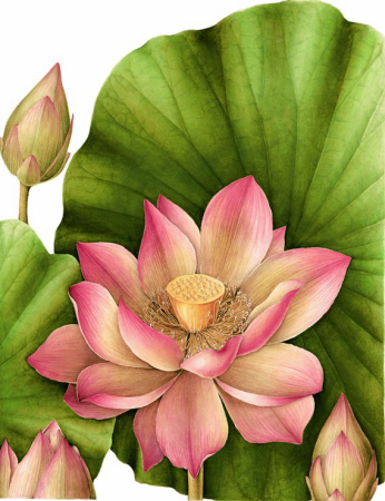 Lotus By Gilly Shaeffer - Tile Mural Creative Arts