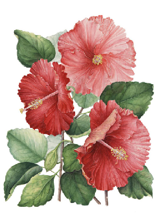 The Three Hibiscus By Artist Gilly Shaeffer