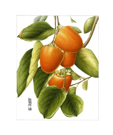 Persimmons By Gilly Shaeffer - Tile Mural Creative Arts