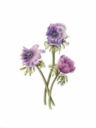 Anemone By Gilly Shaeffer - Tile Mural Creative Arts