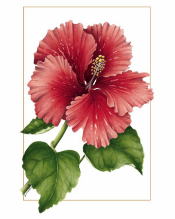 The Red Hibiscus By Artist Gilly Shaeffer